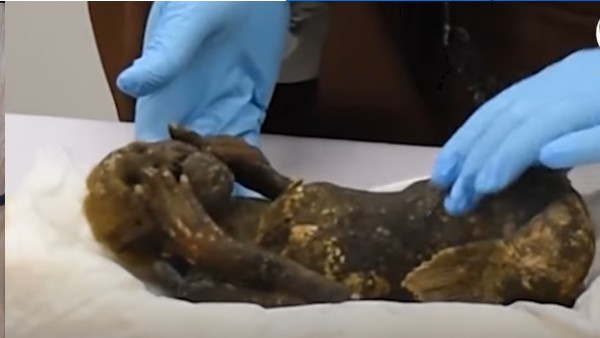 जापानी तट के पास मिली थी जापानी तट के पास मिली थी