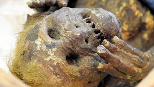 मांस खाने वाला होगा अमर? मांस खाने वाला होगा अमर?