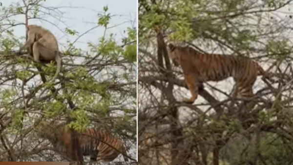 मौत बंदर की ओर बढ़ रही थी लेकिन... मौत बंदर की ओर बढ़ रही थी लेकिन...