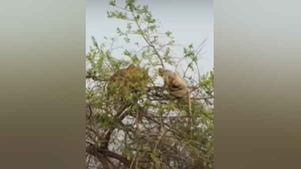 अपनी ओर आकर्षित किया अपनी ओर आकर्षित किया