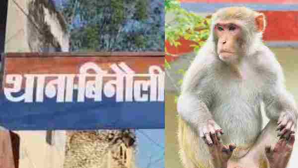 इंस्पेक्टर का सीयूजी फोन लेकर रफूचक्कर हुआ बंदर