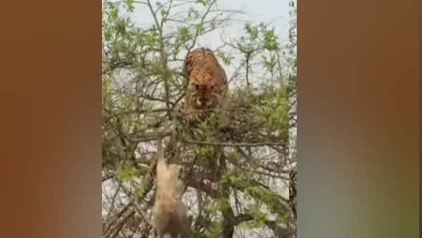 जानें कहां का है ये वीडियो जानें कहां का है ये वीडियो