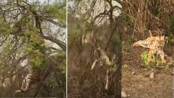 टाइगर को ऐसे किया चारो खाने चित्त टाइगर को ऐसे किया चारो खाने चित्त