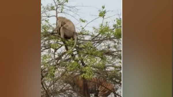 बंदर का निवाला बनाने के लिए पेड़ पर चढ़ गया टाइगर बंदर का निवाला बनाने के लिए पेड़ पर चढ़ गया टाइगर