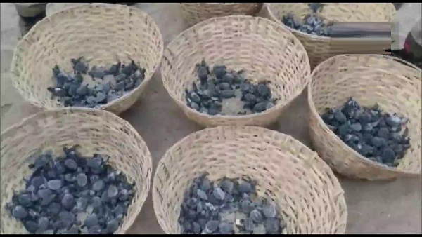 इस साल 40,000 अंडे जुटाए गए