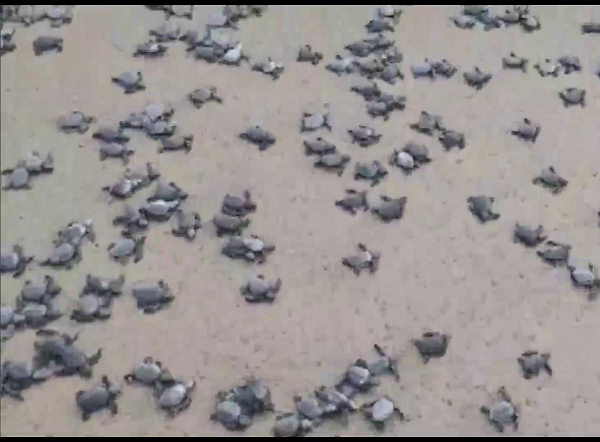 टोकरों में रखकर छोड़ा