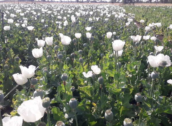 राजस्‍थान में ज्‍यादा होती है यह खेती