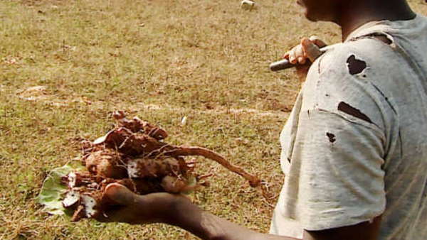 जंगलों पर आश्रित होता है जीवन 