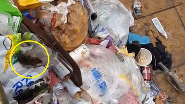 चूहों की वजह से कुत्ते की हुई मौत