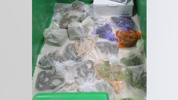 पैंट में थे सांप