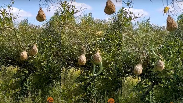 चिड़ियों की एकजुटता के आगे दुम दबाकर भागा सांप