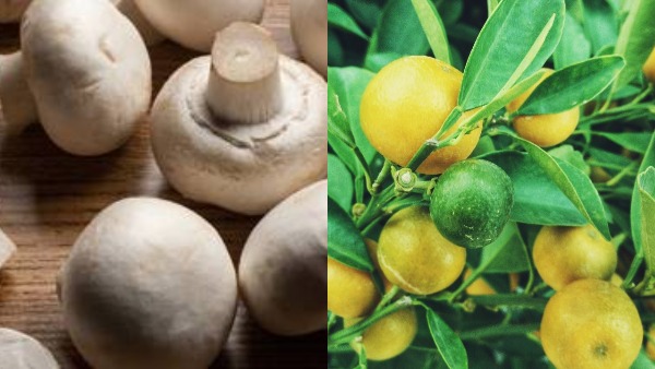 mushroom, lemon mushroom, lemon