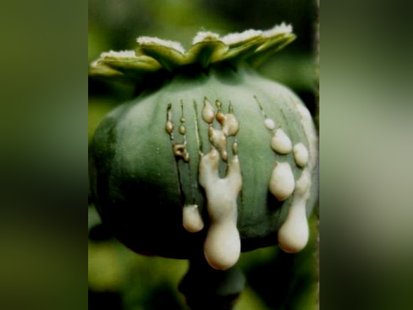 फसलों के बीच क्‍यारी में बोई थी अफीम