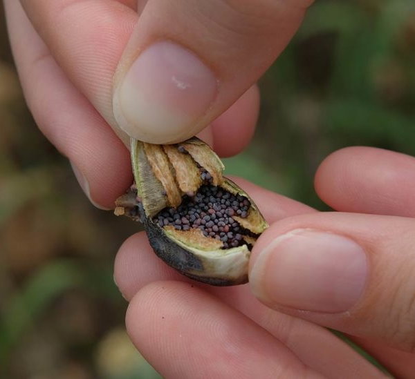 पुलिस ने पौधे उखाड़कर तुलवाए, 15 किलो बैठे