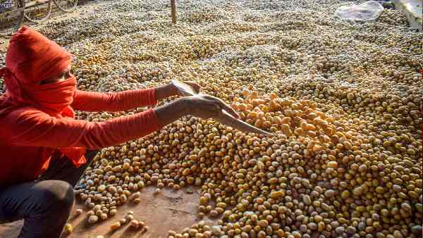 आलू बेल्ट में भी भाजपा को नुकसान