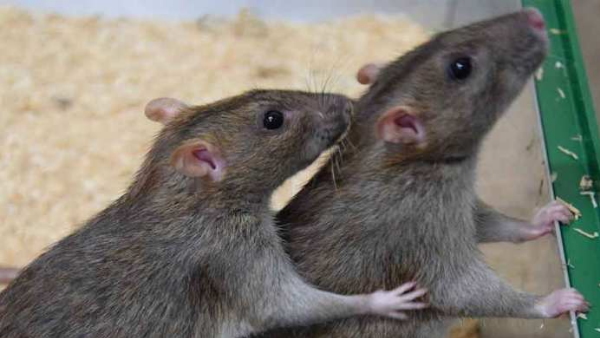 बगीचे में फेंकने लगे कूड़ा