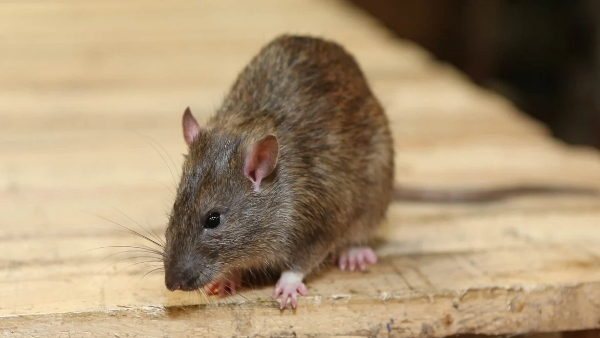 चूहों का आतंक