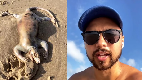 इस जीव के तौर पर की जा रही है पहचान इस जीव के तौर पर की जा रही है पहचान