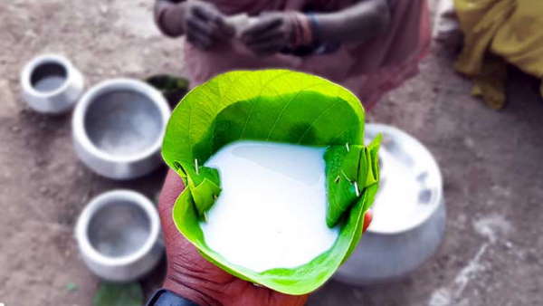 औषधीय गुणों से भरपूर होता है सल्फी का रस