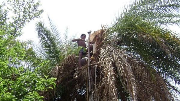 सूख रहे हैं सल्फी के पेड़ ! 