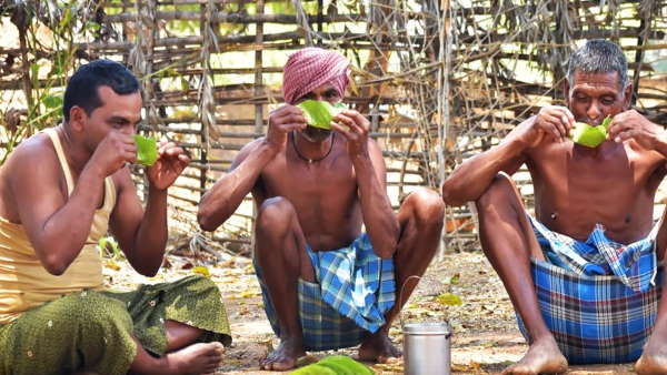 बेटी को दहेज में दिया जाता है सल्फी का पौधा