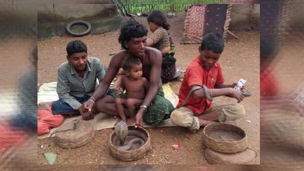 सांप को मानते है परिवार का सदस्य सांप को मानते है परिवार का सदस्य