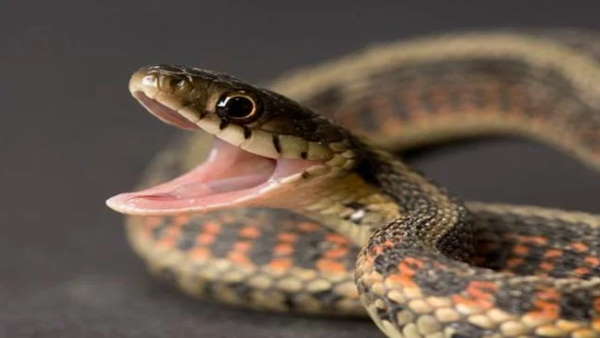 जहरीले सांप ही होते है जीवन यापन का जरिया जहरीले सांप ही होते है जीवन यापन का जरिया