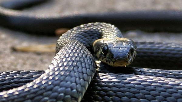 पिता सांप नहीं पकड़ सका तो बेटी रह जाती है कुंवारी पिता सांप नहीं पकड़ सका तो बेटी रह जाती है कुंवारी