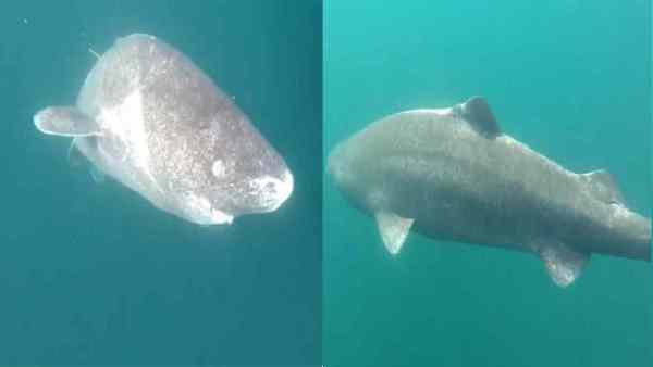 ब्रिटेन के समुद्र तट पर मिली ग्रीनलैंड शार्क