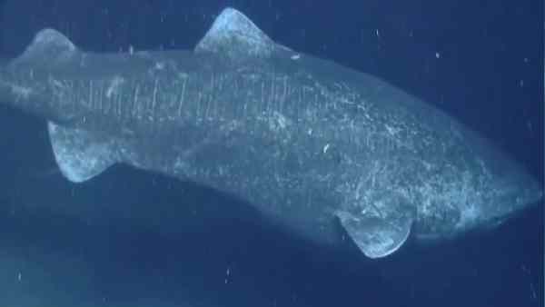 चार दिन की तलाश के बाद मिला ग्रीनलैंड शार्क का शव