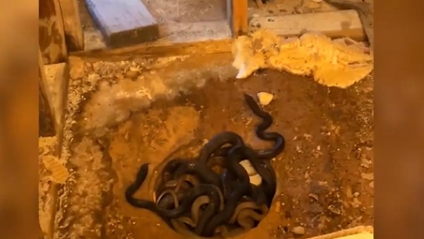 शॉवर में आ रही थी दिक्कत