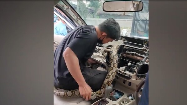 जब कार में घुसा अजगर