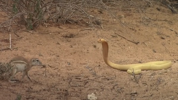 ये हुआ अंजाम