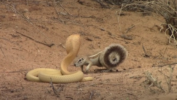 क्या है कोबरा की खासियत?