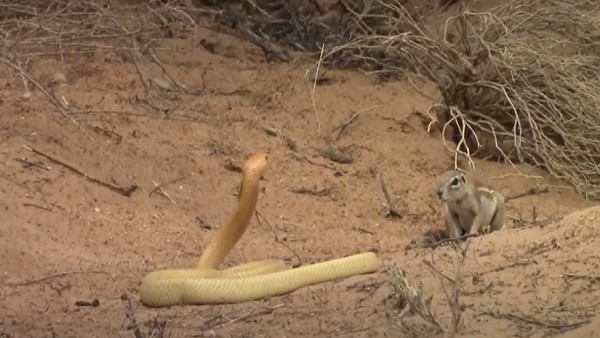 आगे आकर खड़ी हुई गिलहरी