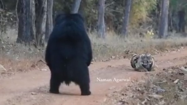 अब तक का सबसे बड़ा भालू