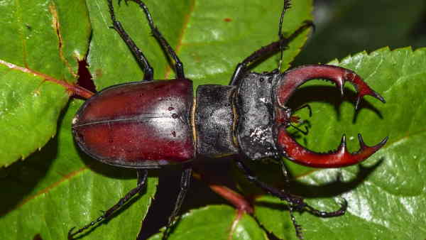 जानें कैसे की जाती है स्टैग बीटल की पहचान