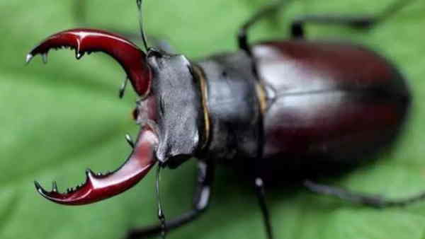 स्टैग बीटल क्या खाते हैं