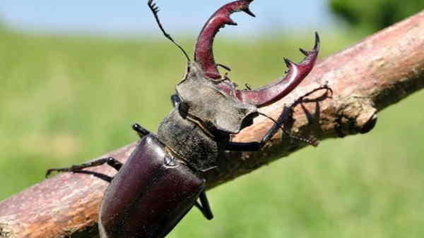 कितना जीवन