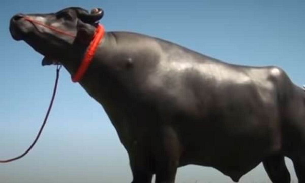 हर जगह जुट जाती थी दर्शकों की भीड़