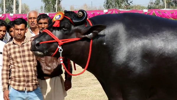 राष्ट्रीय पशु सौंदर्य प्रतियोगिता में विजेता रहा