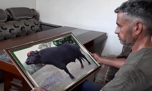 सबसे धांसू था 'सुल्तान' झोटा