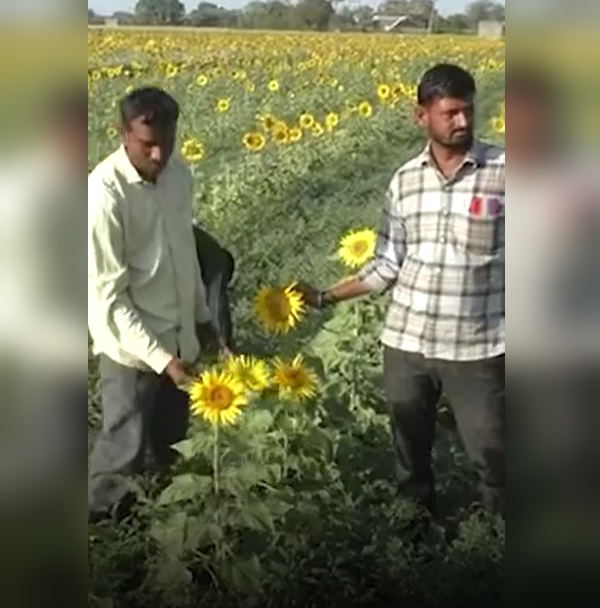 सर्दियों में होती है इस फूल की खेती