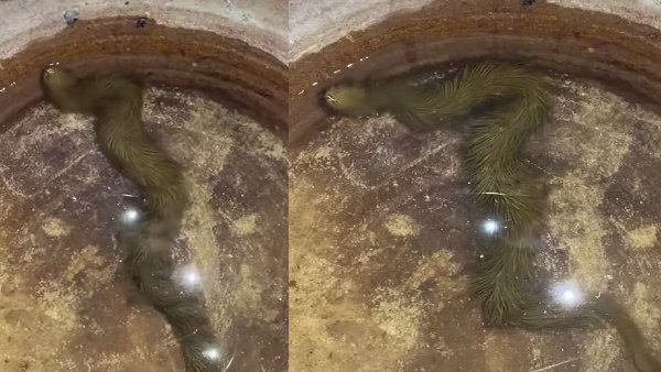 धरती पर मिला रहस्यमयी जीव