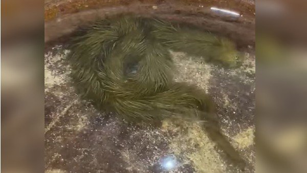 थाईलैंड में दलदल के अंदर मिला दो फीट लंबा जीव