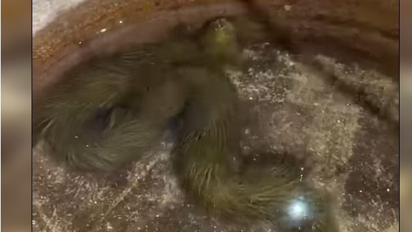 नार्थईस्ट थाईलैंड के सखोन नाखोन प्रांत में मिला