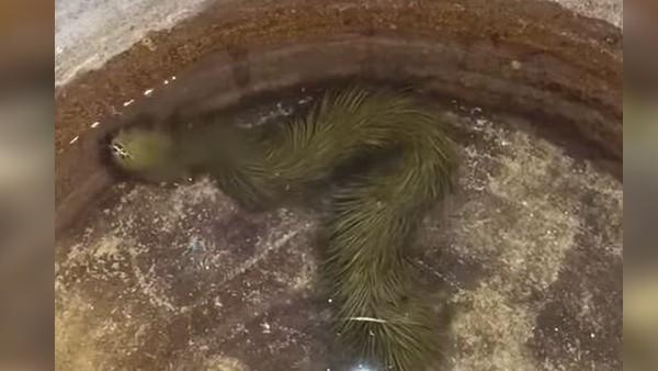 इसे ड्रैगन बता रहा है तो कोई इसे सांप 