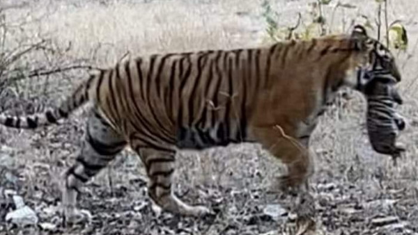 एक जगह से दूसरी जगह ले जाती हुई दिखाई दी