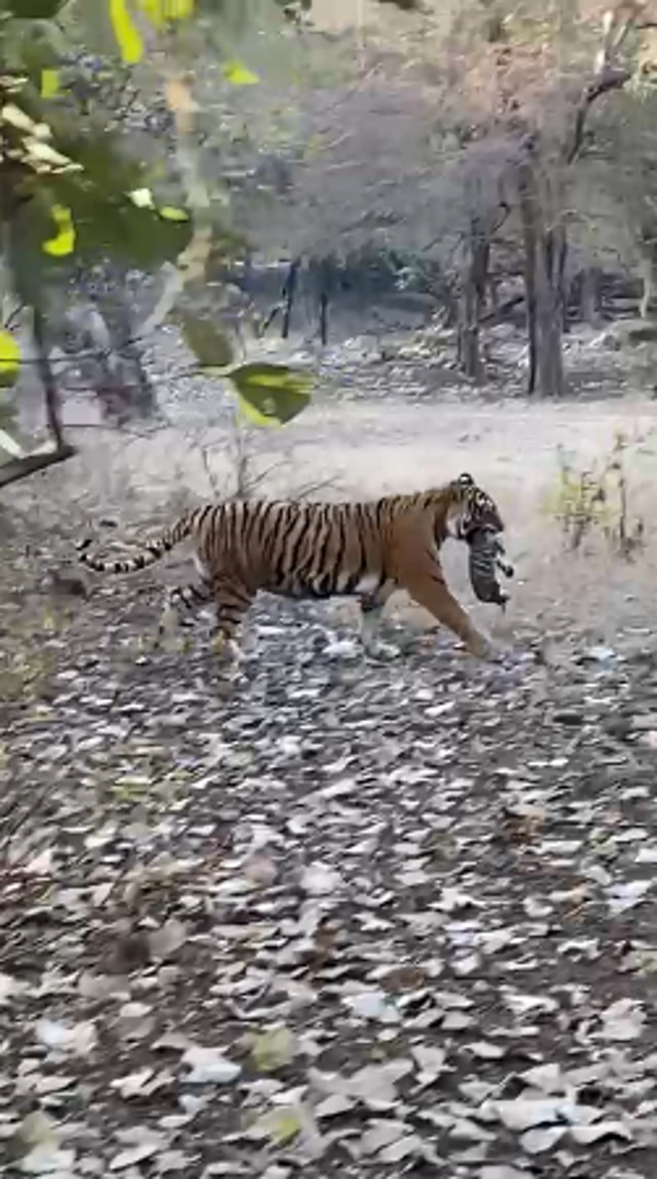 पार्क में बाघों की संख्या भी बढ़ गई