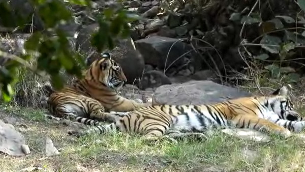  वन्यजीव प्रेमी अभिभूत हो उठे